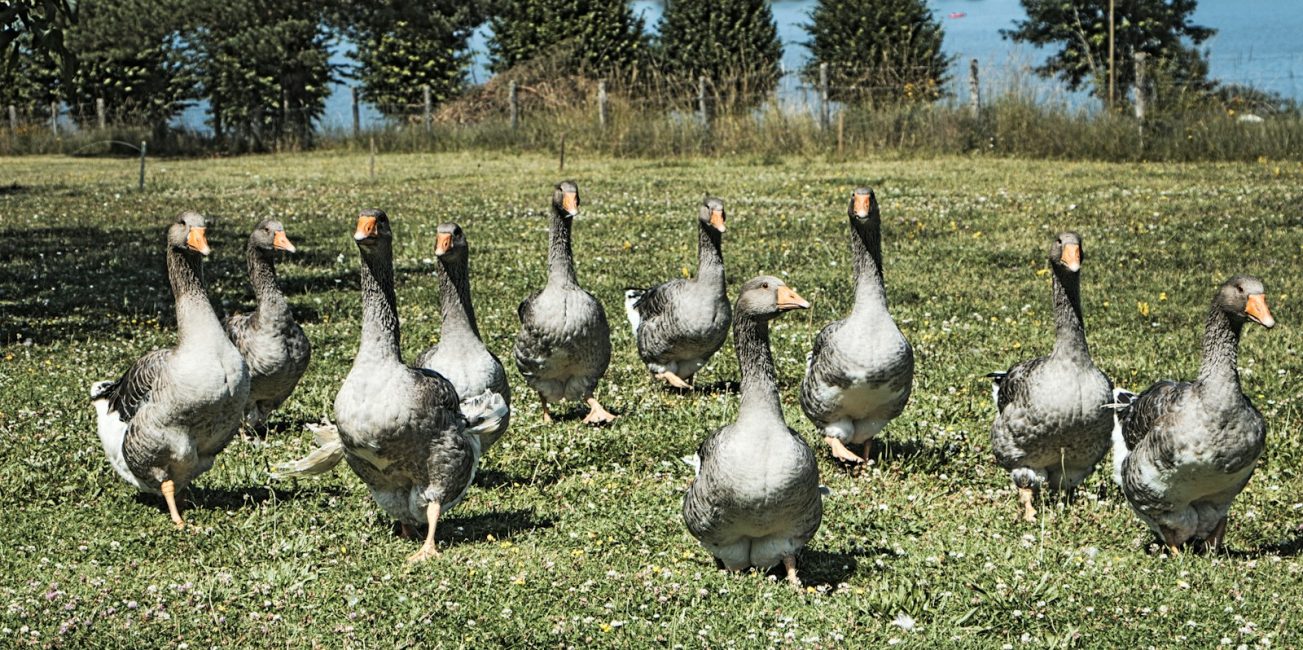 a flock of ducks walking across a lush green field