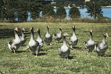 Pourquoi choisir un producteur de foie gras en Vendée ?