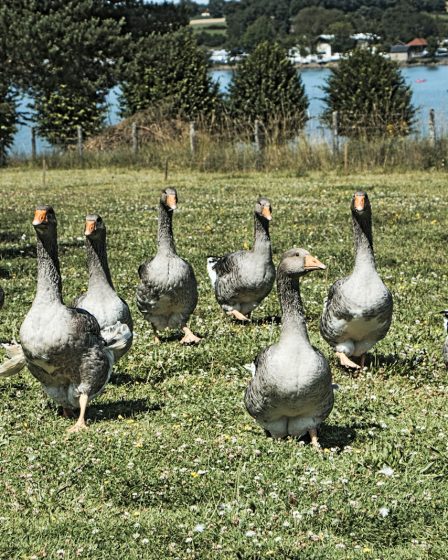 a flock of ducks walking across a lush green field