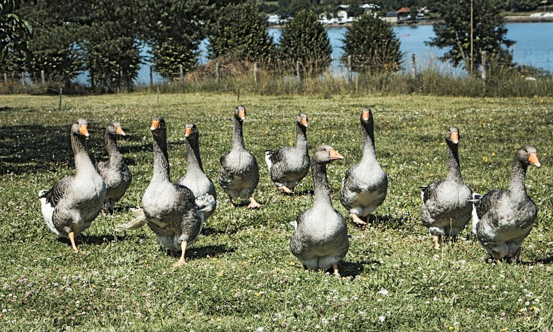 combien de foie gras par personne​