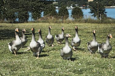 Combien de foie gras par personne : le guide pour des portions parfaites