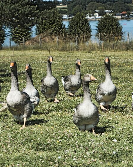 combien de foie gras par personne​