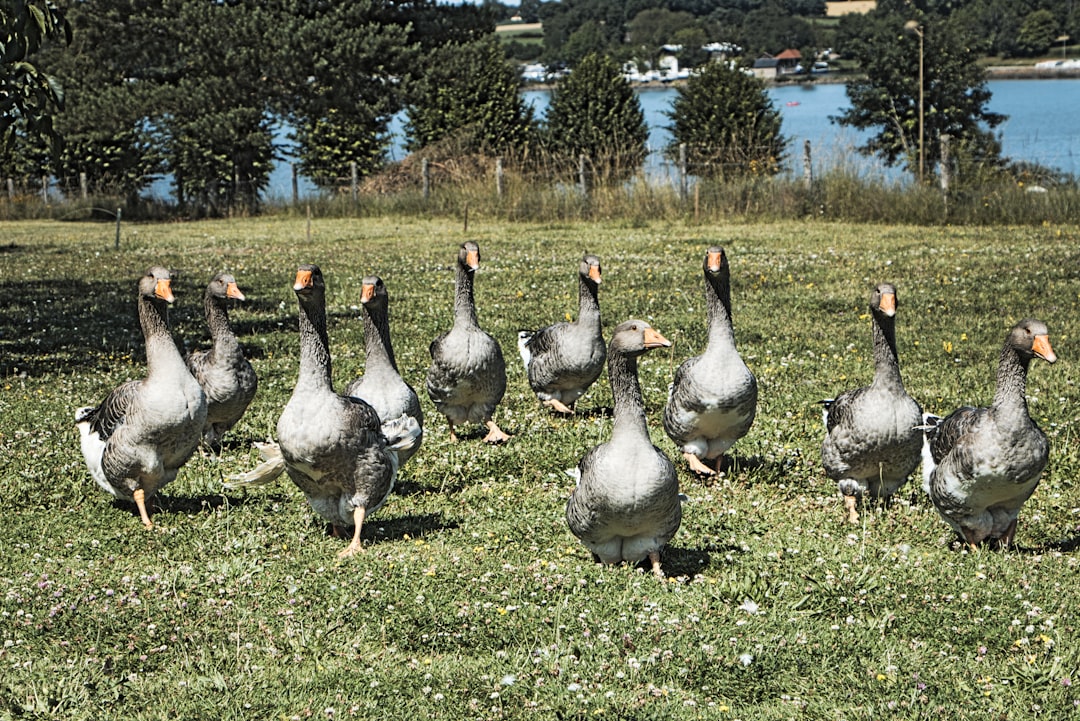 Combien de foie gras par personne : le guide pour des portions parfaites