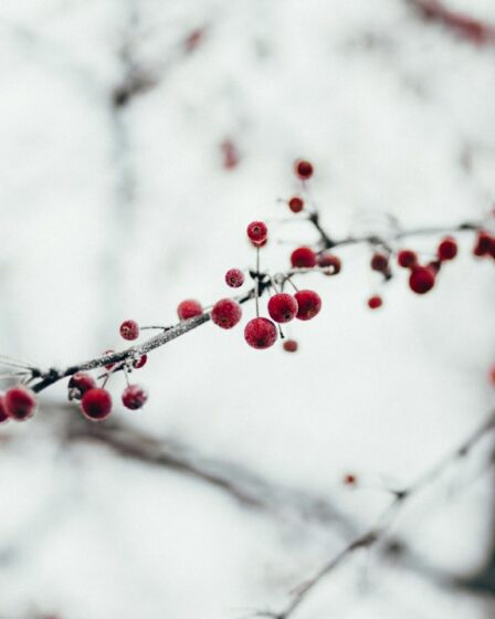 quel montant pour un chèque cadeau de noel​