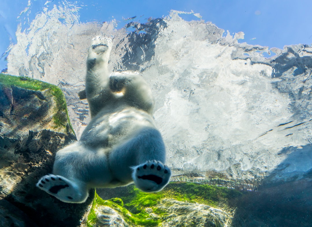 Est-ce que la natation fait maigrir ? Découvrez la vérité inattendue